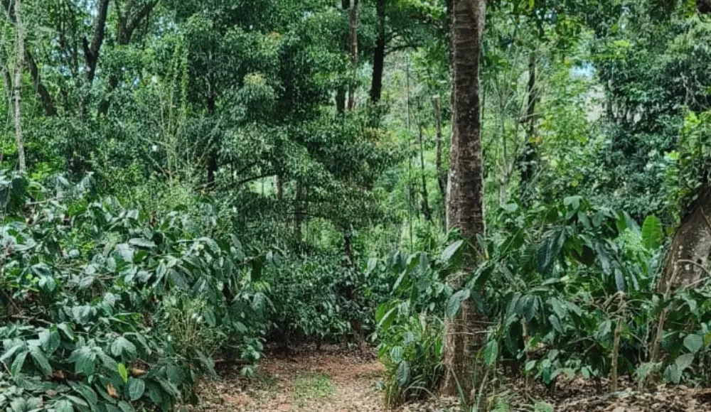 7.55 Acres Coffee Estate 4